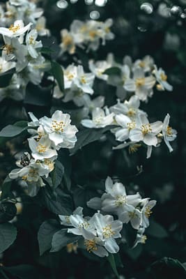 close up photo of blooming white jasmine flowers
