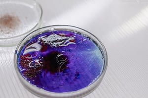 purple liquid in petri dish