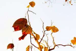 yellow and brown leaves on branch