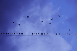 silhouette photography of birds in flight and perched on electricity line