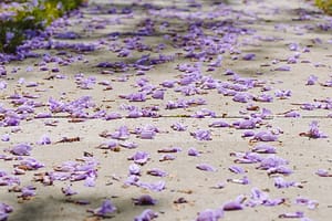 purple petals on the ground