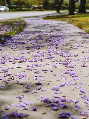 purple petals on the ground